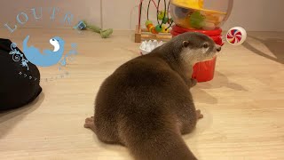 【カワウソ】お尻フェチの人のための動画　Otter　Video for people who like otter's backside
