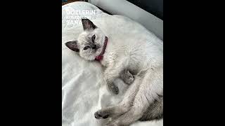 Parisimmmm Şfetbeniöneçıkar Şfetbeniöneçıkar Şfet