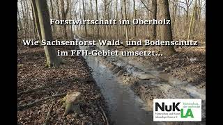 Forstwirtschaft im Oberholz   Wie Sachsenforst Wald  und Bodenschutz im FFH-Gebiet umsetzt…