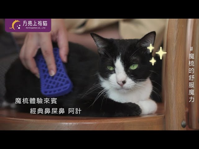 賴岑妤 - 貓咪咖啡廳