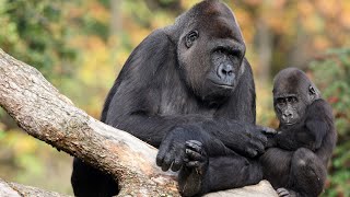 El REGRESO De Los GORILAS De VIRUNGA: Cuando La LUCHA PoR La VIDA Supera Todas Las PROBABILIDADES