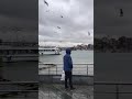 طيور وبحر ستوري