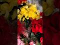 Бегонія. Квіти до свята, Епіцентр. Київ 🌺 #shorts