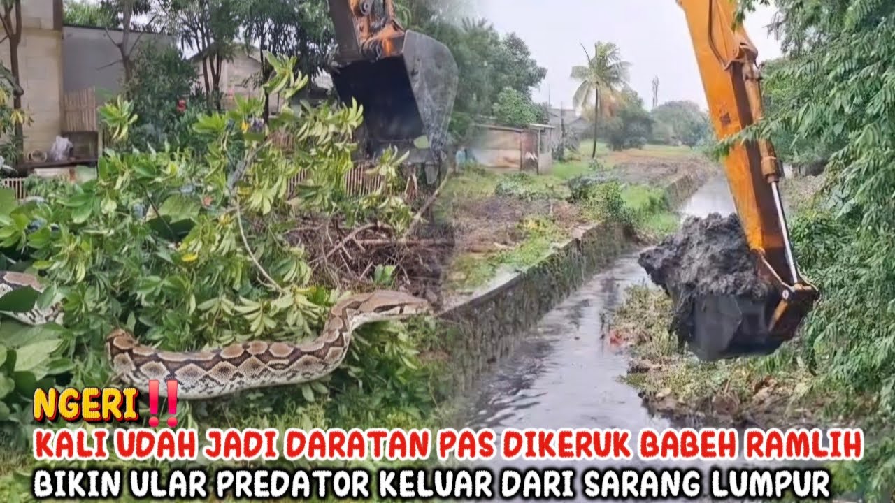 NGERI‼️KALI UDAH JADI DARATAN PAS DIKERUK BABEH RAMLIH BIKIN ULAR PREDATOR KELUAR DARI SARANG LUMPUR