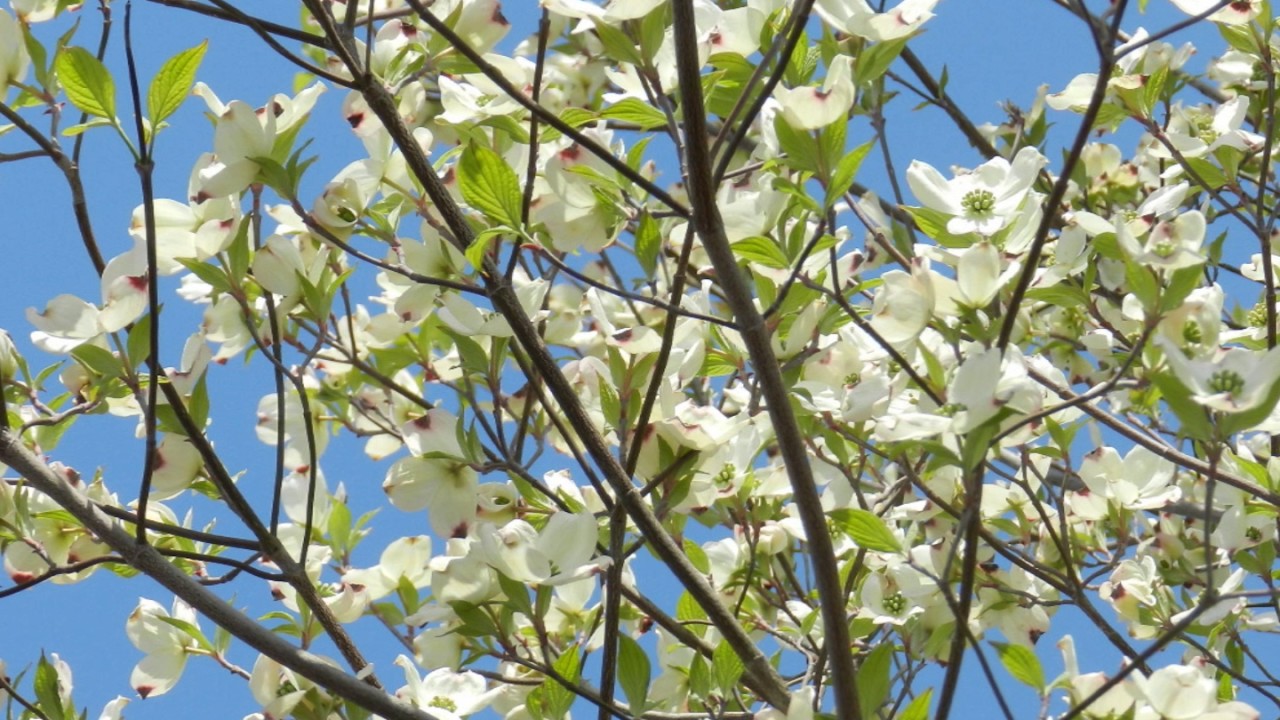 ハナミズキの白い花 春の花 Youtube