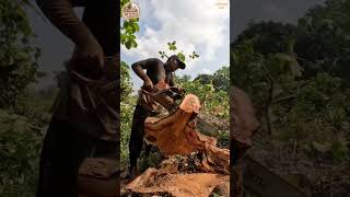 cutting down the super soft mahogany tree #chainsaw  #woodworking #gergajimesin #wood