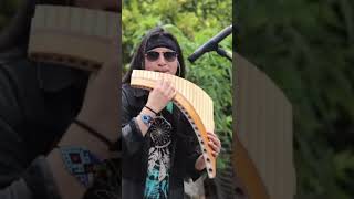 La paloma in panflute