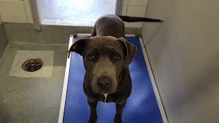 acs A668293