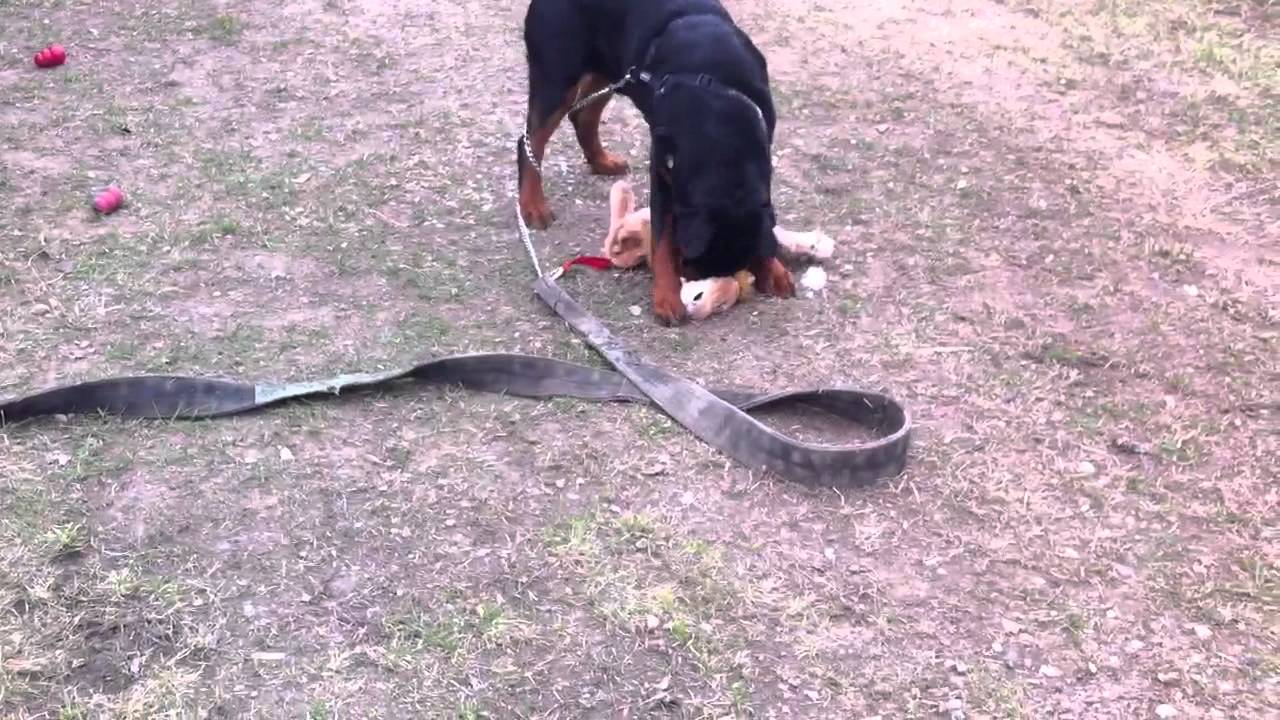 Rottweiler Kills Lion Cub Toy Youtube