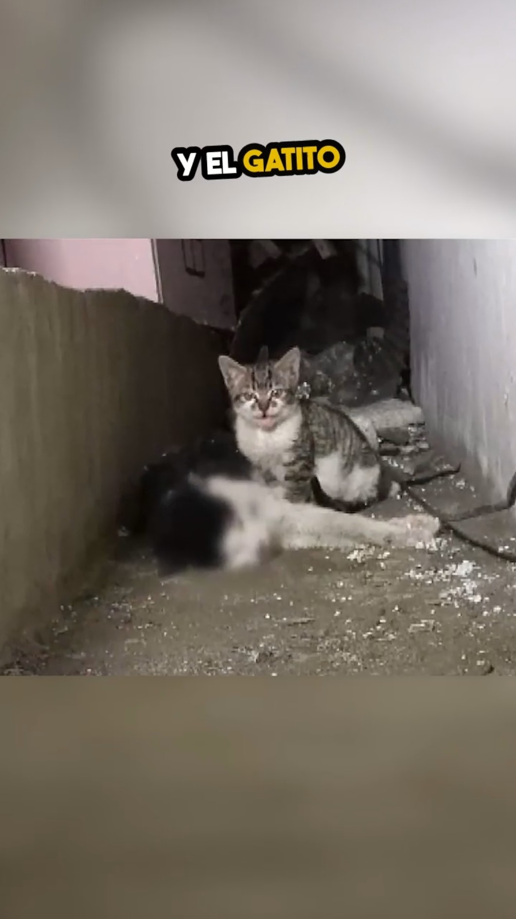 El Pequeño Que Nunca Se Rindió ?❤️