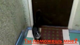 Прикольная кошка Маркиза учится открывать дверь. Получится?