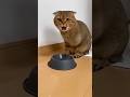 ネッコ 「エサよこせーや!」 飼い主「ほらよ (ド ---!!!! 2] [#----!! #shorts #trending #cat
