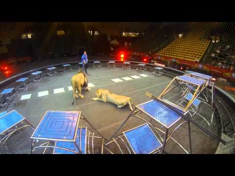 Behind the Scenes with Alexander Lacey - Lion Training
