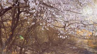 Details Tree Flowers Cherry Flower Sakura Spring Bloom - Video for Background Title Guide