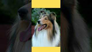 💲ROUGH COLLIE ÓTIMO COMPANHEIRO PARA TODA A FAMÍLIA #caes 💲ROUGH COLLIE ÓTIMO COMPANHEIRO PARA TODA A FAMÍLIA #caes