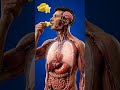 ⭐ Starfruit Digestion Inside Human Body | 3D Medical Anatomy Animation | BodyRoute3D #3danatomy