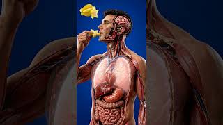 ⭐ Starfruit Digestion Inside Human Body | 3D Medical Anatomy Animation | BodyRoute3D #3danatomy