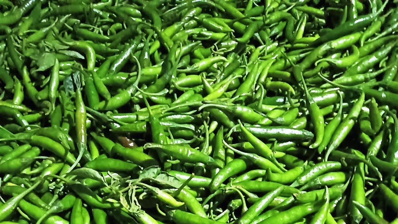 Hari mirch me kya kya vitamin paya jata h or Began me kon sa vitamin paya jata hai vlog funny