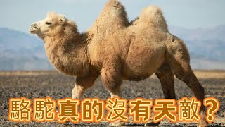 Download Lagu 為什麼沒食肉動物吃駱駝，它真的沒有天敵嗎？