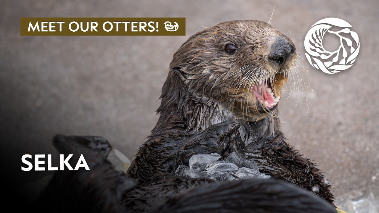 Meet Selka the sea otter! | Monterey Bay Aquarium - YouTube