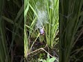 蜘蛛の餌を横取りするスズメバチ（蜘蛛は脱出成功）