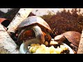 Krmení želv kouzelných (Rhinoclemys pulcherima manni)