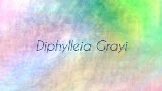 Diphylleia Grayi