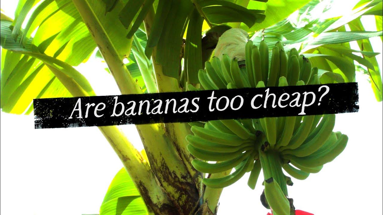 Are bananas too cheap? YouTube