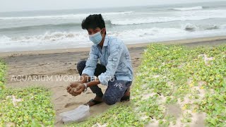 PART-1 | Planted Aquarium in telugu Trailer Beach Sand,Beach Plants are Used