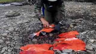Filleting Sliver Salmon in Alaska