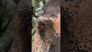#elephant #animallife #animal