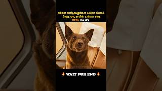 🐕❤️This Dog Died a Hero | Red Dog(2011)- Mr. Dollywood