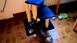Nos chats Gato Grizzly ƩnervƩs, avec Dypsie.AVI