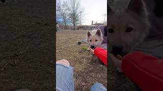 We met a hesitant but lovely Eurasier named Cala! #eurasier #dog