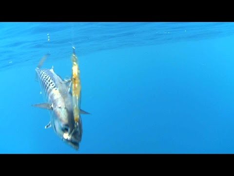 Pesca Spinning in mare ai Tonnetti Alletterati