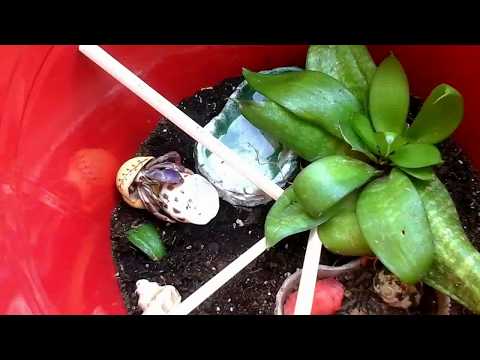 Hermit crab changing his shell.