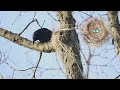 Nasty crow stealing robins eggs from the nest 4k   wildlife photography animals and birds