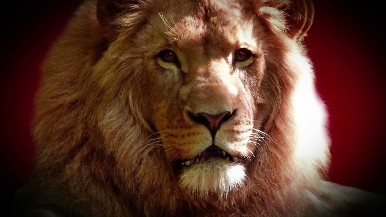Lion Animation | Free Copyright Video | Right to use the content in