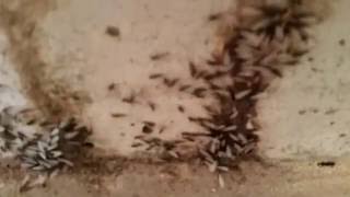D&R Pest Control LLC Washington, Mo. 63090