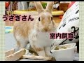 【可愛すぎる】うさぎの室内飼育　うさぎだってなつくとこんな感じ