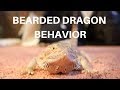 BEARDED DRAGON BEHAVIOR 101