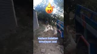 Kazlar Kulakları Tırmalarkeşfetfypシ Kulak Irmalar