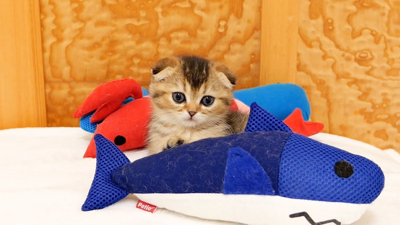 Этот котенок, у которого разрядилась батарейка среди мягких игрушек, такой милый!