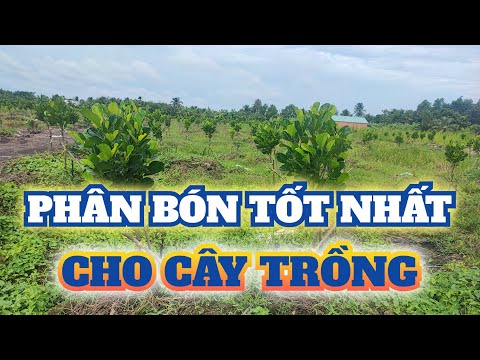 Video: Tôi có nên Bón phân cho Zucchini - Thông tin về Yêu cầu Phân bón cho Zucchini