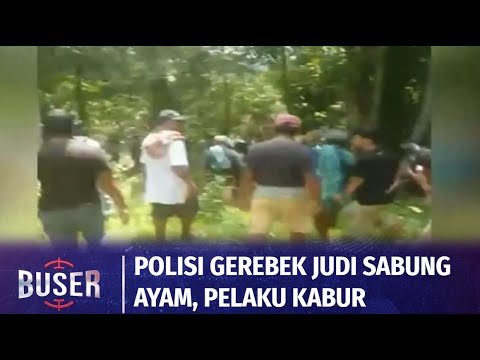 Polisi Gerebek Judi Sabung Ayam di Toraja Utara, Pelaku Lari Kocar-Kacir | Buser