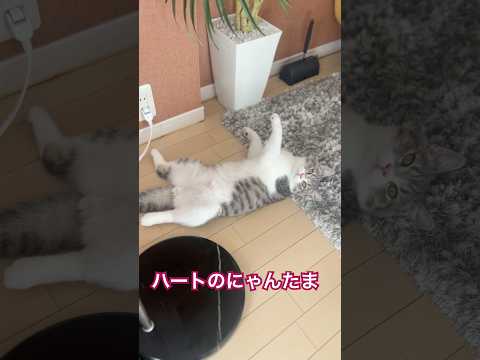 へそ天でハート型のにゃんたまを見せつける猫 #shorts #猫のいる暮らし #cat