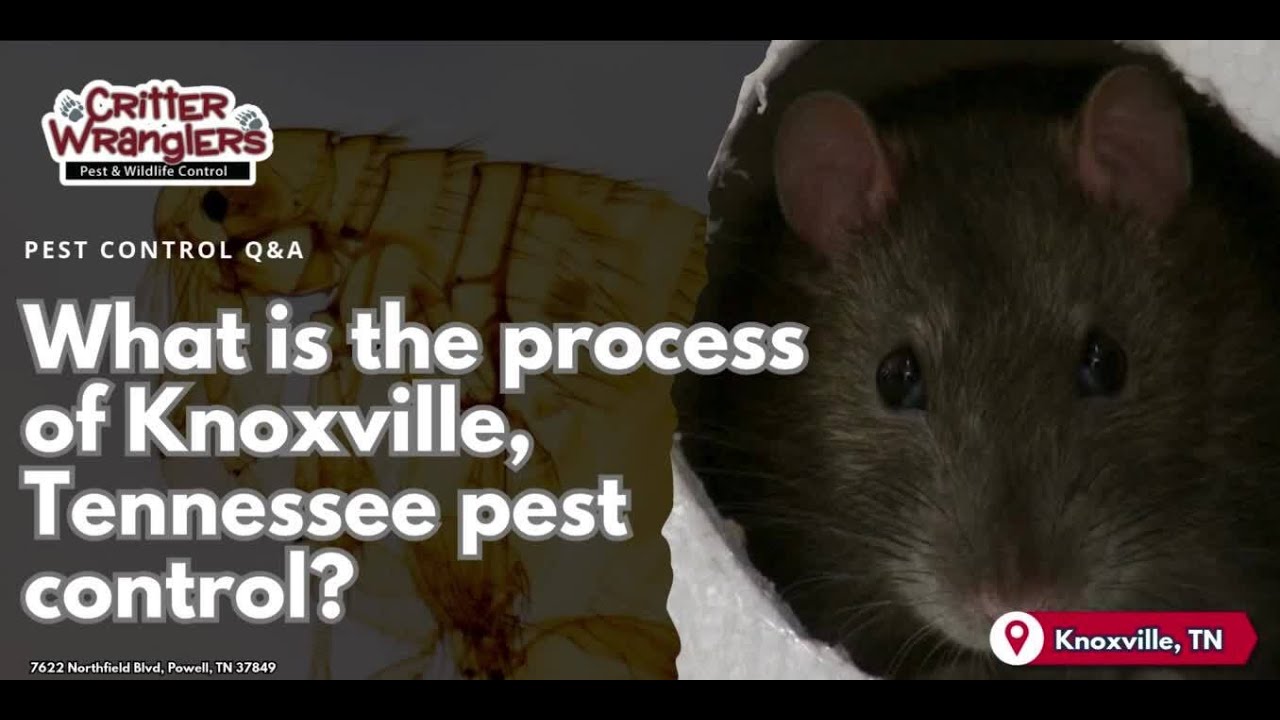 What is the process of Knoxville Tennessee pest control? - YouTube