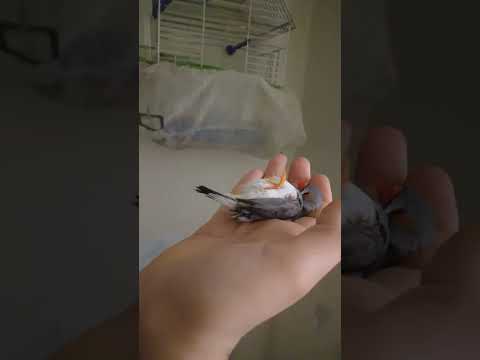 عصفور الجنة زيبرا مسوي نفسه ميت شوف الخداع للاخير