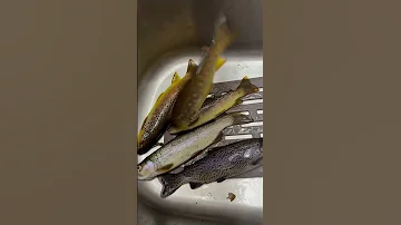 Nice Catch Trout Of The Day Youtubeshorts Youtube Shorts 