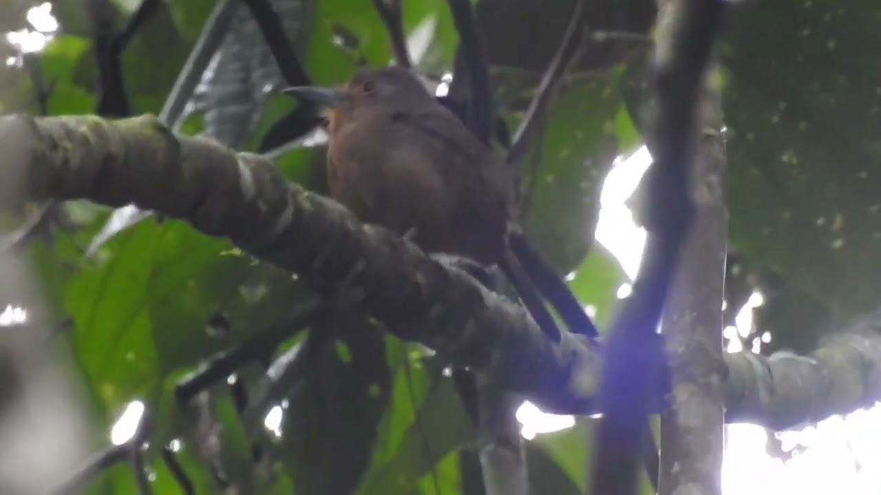 Brown Nunlet, Mandari Panga, Ecuador